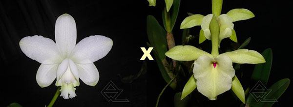 Cattleya loddigesii alba 'Z-492' x Brassavola glauca