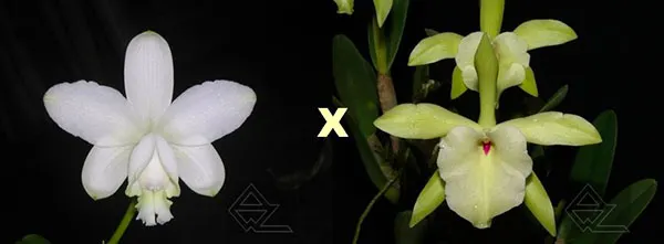 Cattleya loddigesii alba 'Z-492' x Brassavola glauca