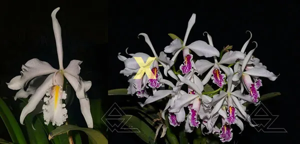 Cattleya maxima semi alba ('TA' x maxima semi alba 'AWZ')