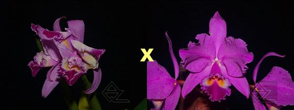 Cattleya warneri trilabelo 'EM' x warneri escura 'Belezinha'