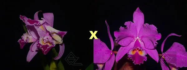 Cattleya warneri trilabelo 'EM' x warneri escura 'Belezinha'