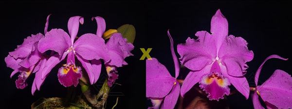 Cattleya warneri rubra 'Jetiba' x warneri escura 'Belezinha'