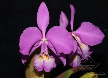 Cattleya warneri concolor escura 'Blumenfest' x warneri concolor 'Z-300' XXX