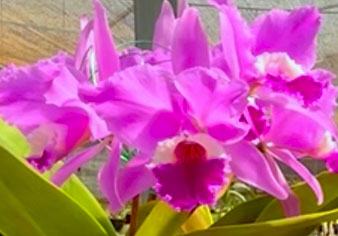Cattleya labiata rubra 'Redonda' x labiata rubra 'Black'