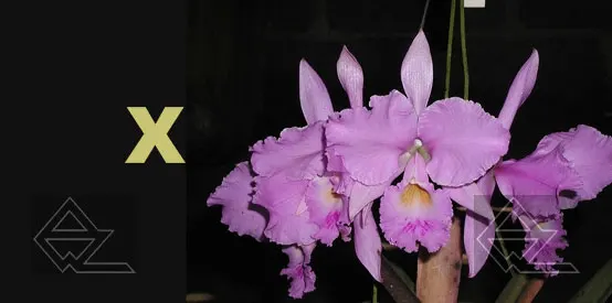 Cattleya warneri concolor 'Sao Gabriel' x warneri concolor 'E Colnago'