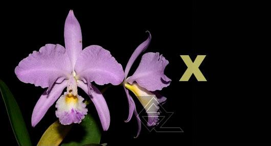 Cattleya warneri concolor 'Vento Sul' x warneri concolor 'Junior'