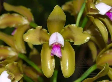 Cattleya guttata amarela sem pintas 'Onca Parda' x SELF