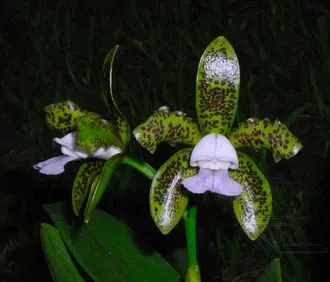 Cattleya leopoldii coerulea 'Baiana' x SELF