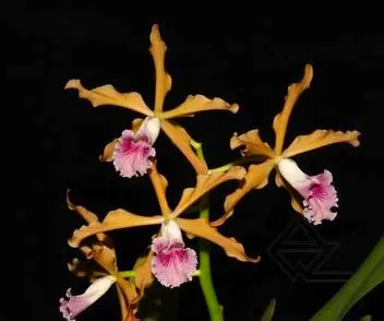 Laelia grandis tipo 'Edmundo' x SELF