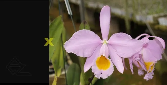 Cattleya eldorado 'Rainha Azul' x eldorado concolor