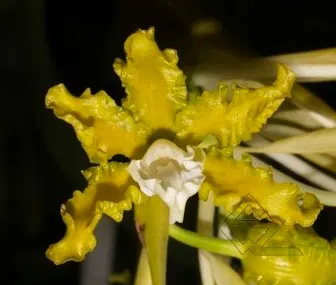 Schomburgkia crispa albina x SELF