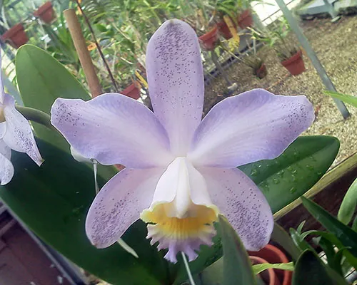 Cattleya harrisoniana coerulescens-perola x SELF