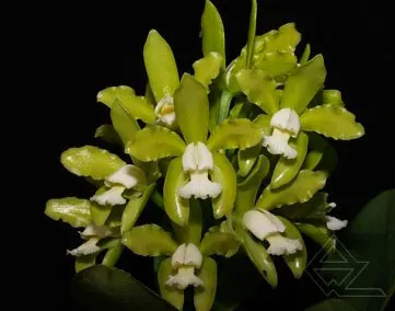 Cattleya guttata albina 'Interlagos' x SELF
