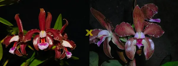 Cattleya schofieldiana escura 'Gloriosa' (ES) x schofieldiana 'GU' (ES)