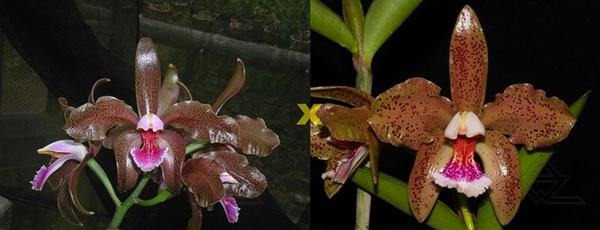Cattleya schofieldiana 'Onca Pintada' (ES) x schofieldiana 'Caioaba' (ES)