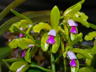Cattleya guttata verde sem pintas 'AWZ' x SELF