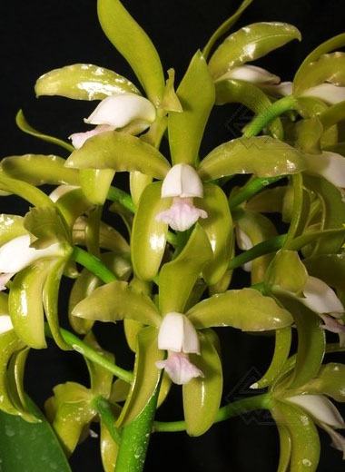 Cattleya guttata creme (sem pintas) 'Edelweiss' x SELF