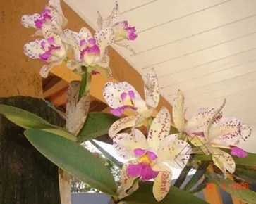 Cattleya amethystoglossa creme 'Luma' x SELF