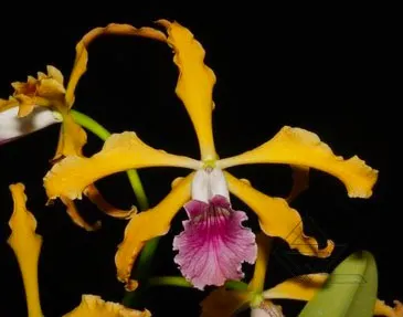 Laelia grandis labelo vinho 'Red Wine' x SELF