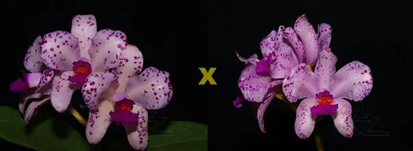 Cattleya amethystoglossa 'Albarus' x amethystoglossa 'Andromeda'