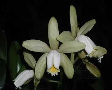 Cattleya forbesi 'Magna' x SELF