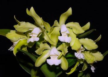Cattleya leopoldii albina 'Dr Kley' x SELF