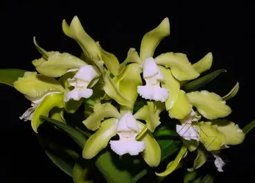 Cattleya leopoldii albina 'Dr Kley' x SELF