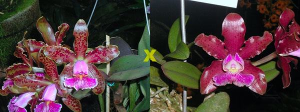 Cattleya schilleriana 'Daniel Endringer' x schilleriana 'Preciosa'