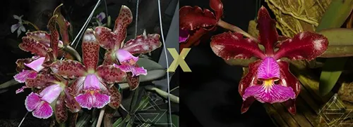 Cattleya schilleriana 'Daniel Endringer' x schilleriana 'Sublime'