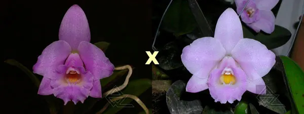 Laelia alaori escura 'Carnaval' x alaori escura 'Gemini I'