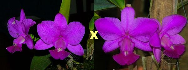 Cattleya walkeriana tipo 'Rio Claro' x walkeriana rubra flamea 'Portinari'