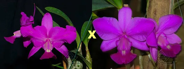 Cattleya walkeriana rubra pelorica 'Esperada' x (walkeriana rubra flamea 'Portinari' x SLF)