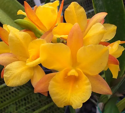 Cattleytonia Why Not (yellow) 4N x sib