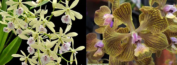 Encyclia Jan Ragan (profusa x fowliei)
