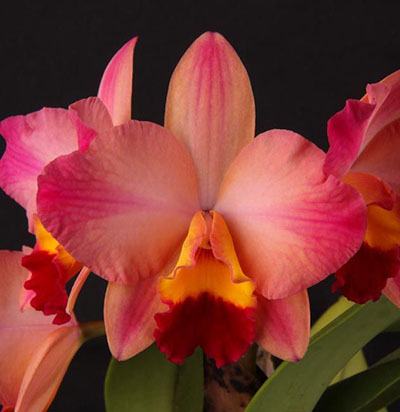 Sophrolaeliocattleya Tokyo Life