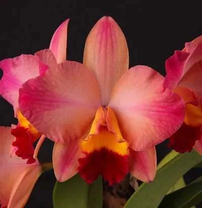 Sophrolaeliocattleya Tokyo Life
