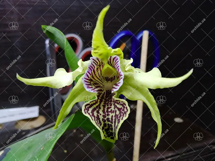 Dendrobium Bruce Gordon