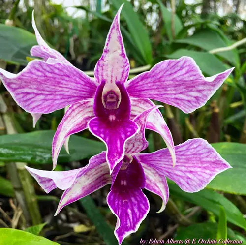 Dendrobium Fire Wings (Big Alex x Silver Wings) (4N)