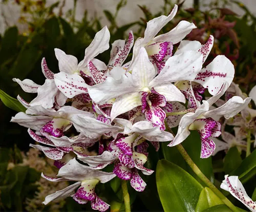 Dendrobium Roy Tokunaga