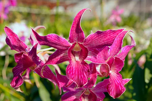 Dendrobium Sherry Abe (Peter Shen x spectabile)