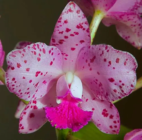 Cattleya amethystoglossa 4N ('HR Super Spots' x 'Big Spots')