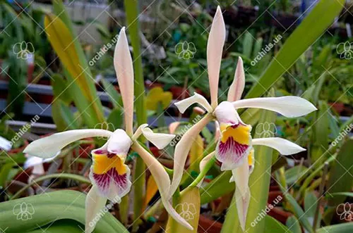 Cattleya iricolor 'Marisa' x 'MAJ'