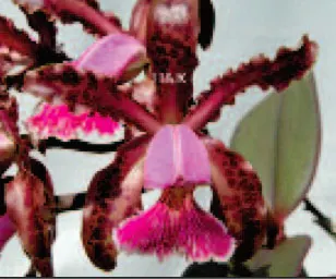Cattleya schilleriana x schilleriana (4N)