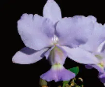 Cattleya walkeriana coerulea 'Blue Titan' x self