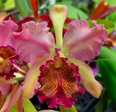 Cattleya dowiana x self (Rosita type)