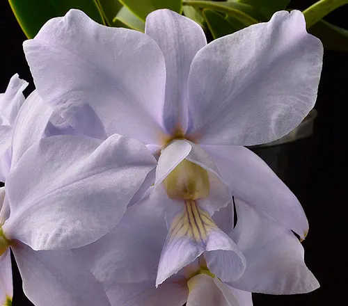 Cattleya nobilior coerulea x coerulea 'Francisco'