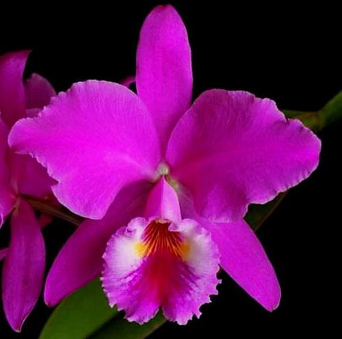 Cattleya jenmanii rubra ('HR Red Lip' x 'HR Grand Ruby')
