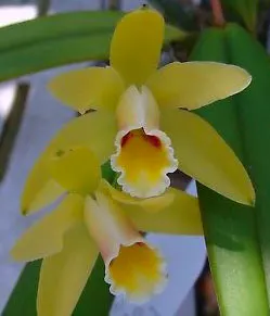 Cattleya luteola (GC 4N x H&R 4N)