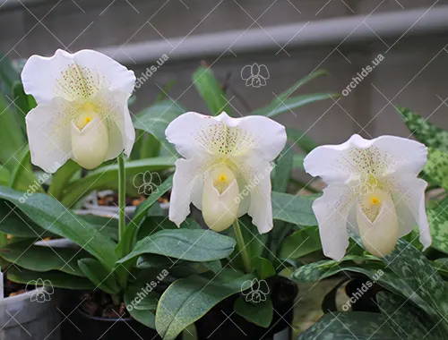 Paphiopedilum White Knight x Ice Age