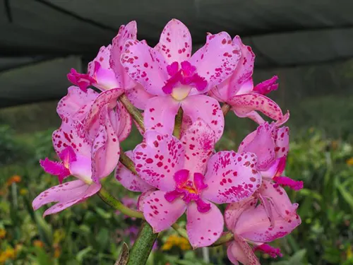 Cattleya amethystoglossa 'H&R' AM/HOS 4N